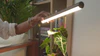 Illuminate Your Indoor Jungle
